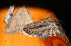 Hebdomophruda
