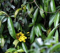 Acridocarpus natalitius natalitius