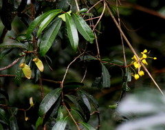 Acridocarpus natalitius natalitius