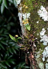 Polystachya sandersonii