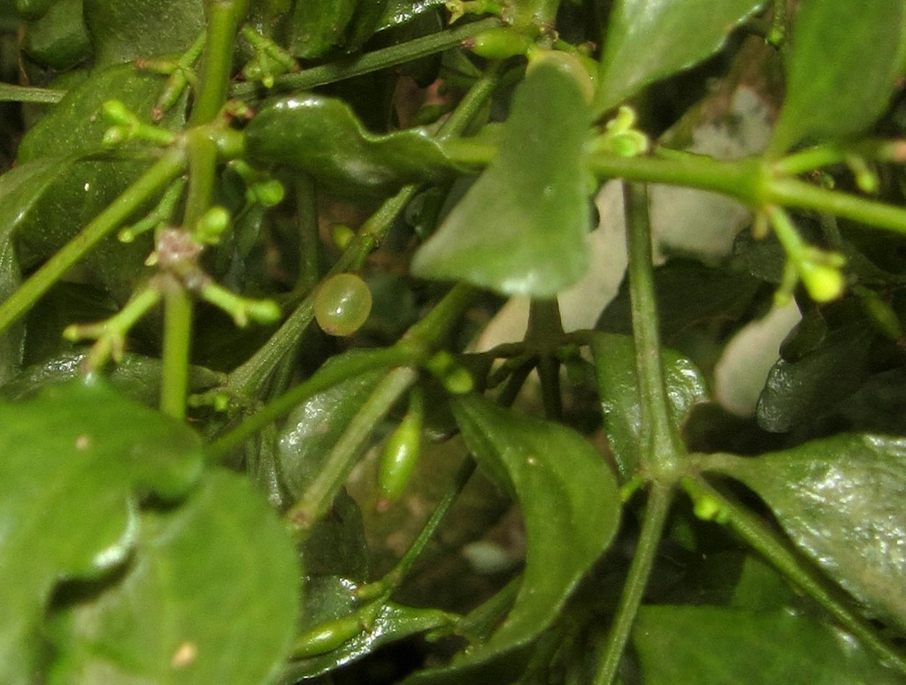 Triplet Mistletoe