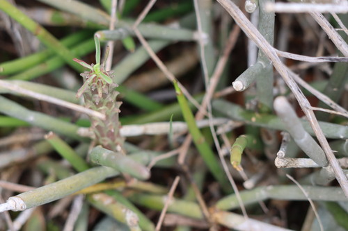Image of Euphorbia clandestina by (c) amantedarmanin, some rights reserved (CC BY)