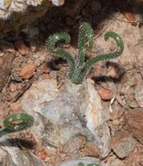 Albuca viscosa