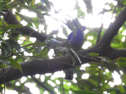 Black-winged Cuckooshrike (Lalage melaschistos), photo 5