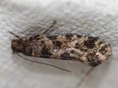 Parochmastis hilderi