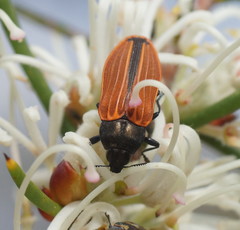 Castiarina erythroptera