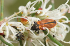 Castiarina erythroptera