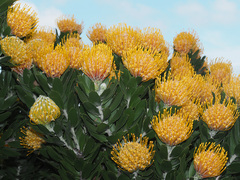 Leucospermum × hybridum