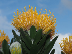 Leucospermum × hybridum