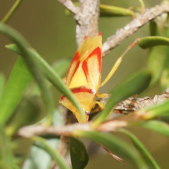 Elasmostethus suffusus