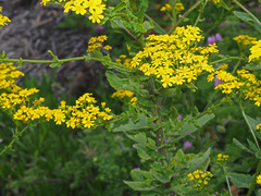 Senecio subcanescens