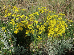 Senecio subcanescens