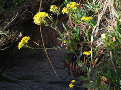 Senecio subcanescens
