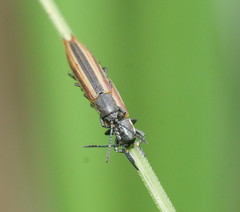 Eurispa vittata