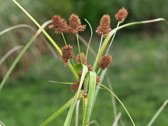 Cyperus thunbergii