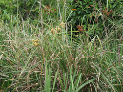 Cyperus thunbergii