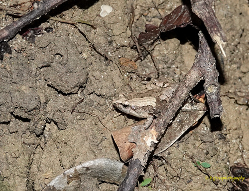 Microhyla mymensinghensis