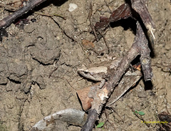 Microhyla mymensinghensis