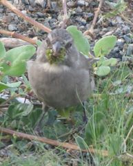 Crithagra albogularis