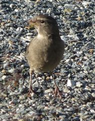 Crithagra albogularis