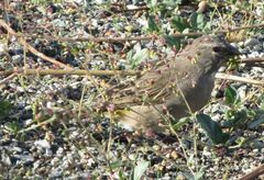 Crithagra albogularis