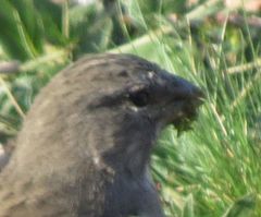 Crithagra albogularis