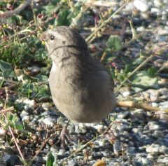 Crithagra albogularis