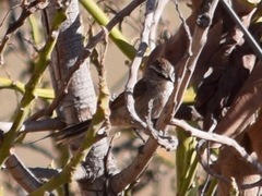 Leptasthenura aegithaloides