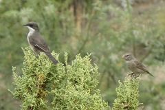 Crithagra albogularis