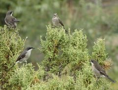 Crithagra albogularis