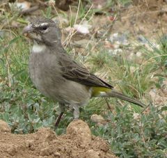 Crithagra albogularis