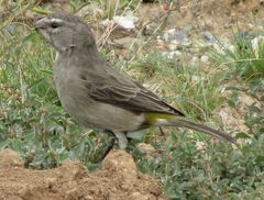 Crithagra albogularis