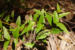 Platylobium parviflorum