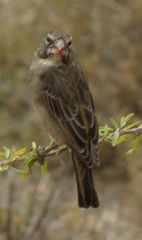 Crithagra albogularis