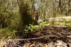 Platylobium parviflorum