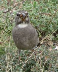 Crithagra albogularis