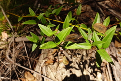 Platylobium parviflorum