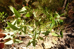 Platylobium parviflorum