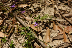 Lobelia dentata