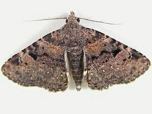 Four-spotted Fungus Moth