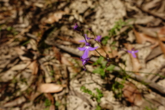 Lobelia dentata