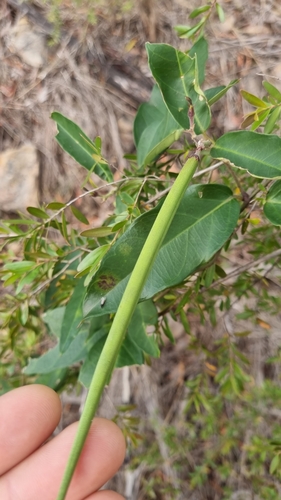 Image of Parsonsia lanceolata by (c) murrayoke, some rights reserved (CC BY)