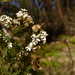 Olearia ramulosa stricta - Photo (c) Wayne Martin, some rights reserved (CC BY-NC)