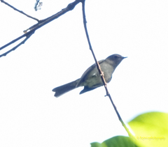 Cyornis unicolor