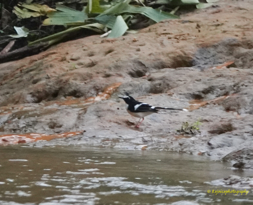 Black-backed Forktail (Enicurus immaculatus), photo 10