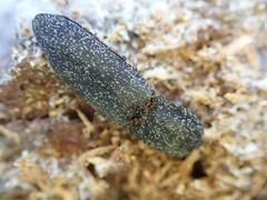 Lacon punctatus