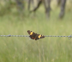 Tisiphone abeona albifascia