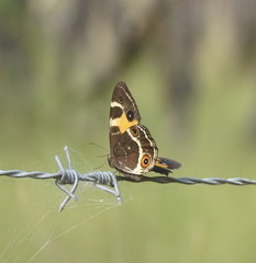 Tisiphone abeona albifascia