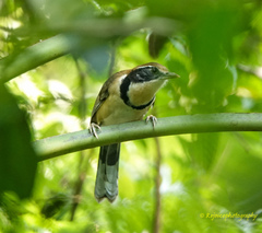 Pterorhinus pectoralis