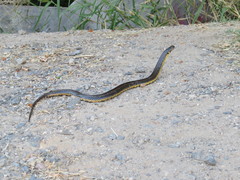 Helicops infrataeniatus